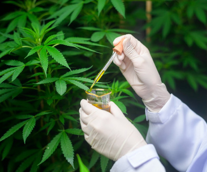 scientist-is-checking-analyzing-cannabis-experiment-holding-beaker-cbd-oil-laboratory 1